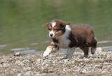 BERGER AUSTRALIEN PUPPIES 136